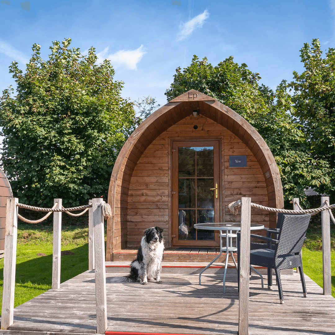 Our Dove Glamping Pod, with a beautiful dog.